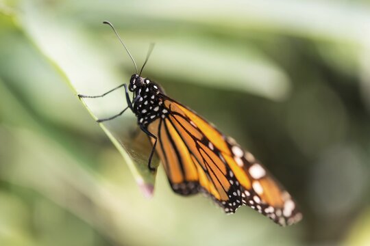 Monarch Butterfly (Danaus plexippus), Bavaria, Germany