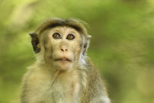 Toque macaque (Macaca sinica), young animal sitting in a tree, animal portrait, Yala National Park, Sri Lanka
