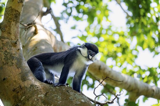Red-tailed guenon or Congo white-nosed guenon (Cercopithecus ascanius schmidti), Bigodi, Western Region, Uganda