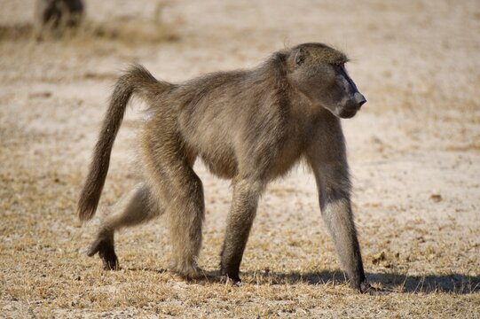 Chacma Baboon or Cape Baboon (Papio ursinus), Mahango Game Reserve, Namibia, Africa
