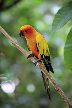 Sun conure (Aratinga solstitialis), adult on branch, captive, occurrence South America