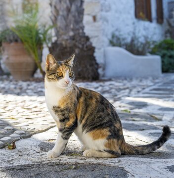 Tabby cat, Paros, Cyclades, Aegean Sea, Greece