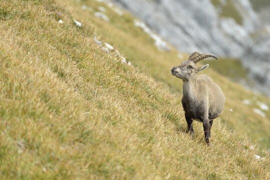 Alpine Ibex or Steinbock (Capra ibex), Canton of Lucerne, Switzerland