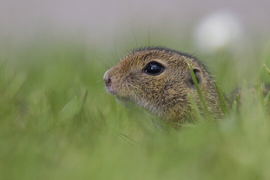 European Ground Squirrel (Spermophilus citellus), Lake Neusiedl, Austria