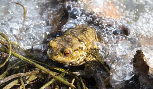 Common toad (Bufo bufo) in water, mating season, Stallauer Weiher, Upper Bavaria, Bavaria, Germany