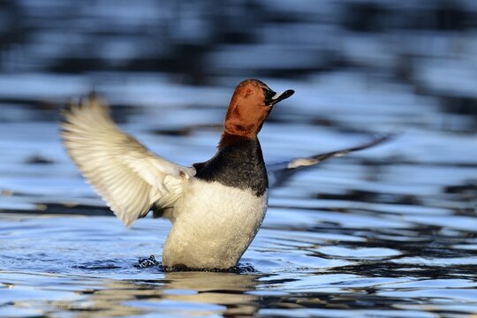 Common Pochard (Aythya ferina), drake flapping its wings, Cham, Canton of Zug, Switzerland