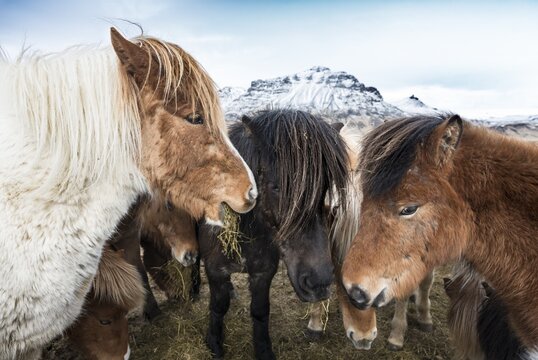 Icelandic horse (Equus islandicus), Southern Region, Iceland