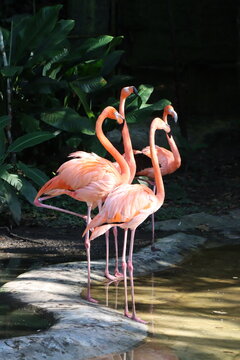 Vier Flamingos am Wasser