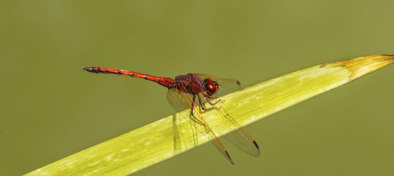 Red-veined Darter (Sympetrum fonscolombii) on leaf