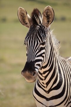 Cape mountain zebra (Equus zebra zebra), adult, animal portrait, Mountain Zebra National Park, Eastern Cape, South Africa