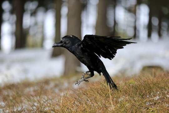 Common raven (Corvus corax), adult, in flight in winter, Zdarske Vrchy, Bohemian-Moravian Highlands, Czech Republic