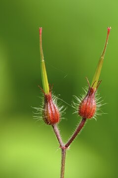 Red Robin (Geranium robertianum), buds
