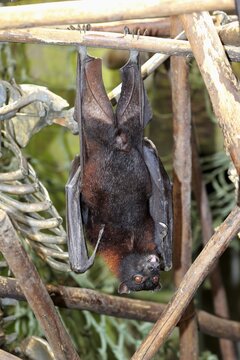 Large flying fox (Pteropus vampyrus), adult male, resting, native to Southeast Asia, captive
