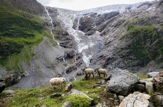 Three sheep (Ovis gmelini aries) on a steep mountain meadow in front of a glacier, mountain landscape with glacier Grindelwald-Fiescherfirn, Bernese Alps, Bernese Oberland, Switzerland