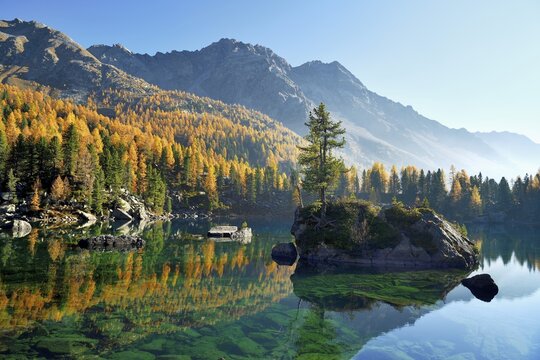 L&auml;rchenwald, Larch Forest reflected in the Lago di Saoseo Lake, Val di Campo, Canton of Grisons, Switzerland