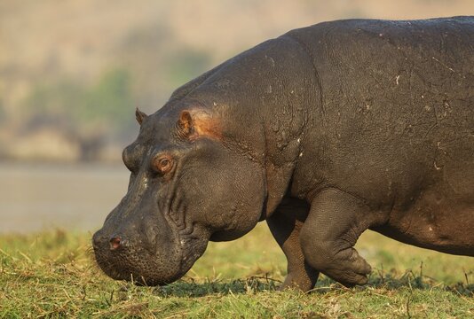 Hippopotamus (Hippopotamus amphibius), bull at the bank of the Chobe River, Chobe National Park, Botswana