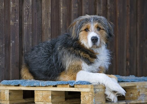 Young St. Bernard mix laying on a wooden skid, Lower Austria, Austria, Europe