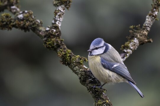 Blue tit (Parus caerulea), Emsland, Lower Saxony, Germany