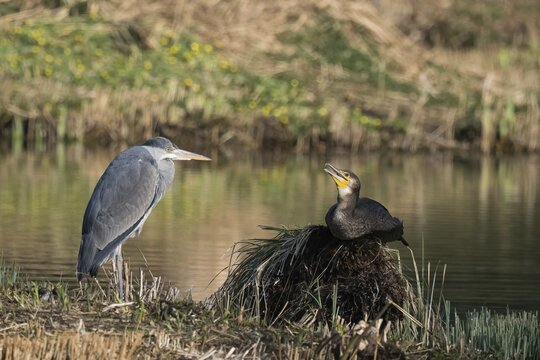 A grey heron (Ardea cinerea) and a cormorant (Phalacrocorax carbo) resting at a pond in spring, Hesse, Germany