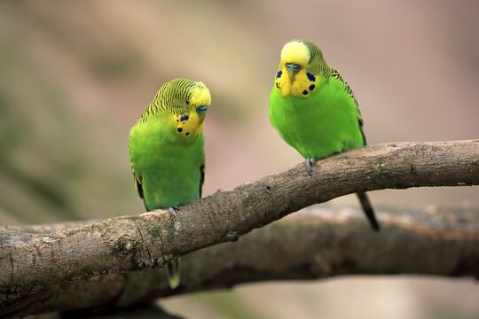 Budgies (Melopsittacus undulatus), pair sitting on branch, captive