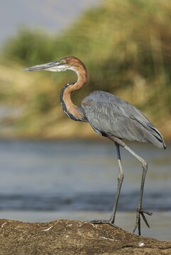 Goliath Heron (Ardea goliath), on a rock island in the Chobe River, Chobe National Park, Botswana