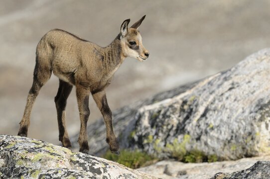 Gaemskitz (Rupicapra rupicapra) at the age of about eight weeks