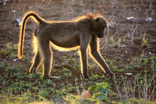 Chacma baboon (Papio ursinus), adult, backlit female at sunset, foraging, Kruger National Park, South Africa