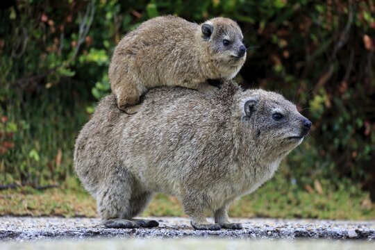 Rock Hyrax (Procavia capensis) adult female with young on back, social behavior, Betty's Bay, Western Cape, South Africa
