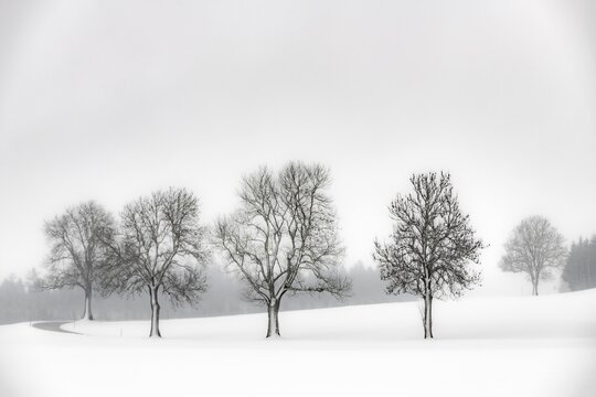 Lonely trees in wintry landscape, Kempten, Oberallg&auml;u, Bavaria, Germany