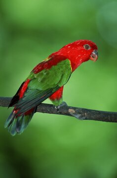 Chattering Lory / (Lorius garrulus)