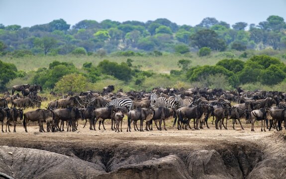 Wildebeest (Connochaetes taurinus), migrating herd of wildebeest at the Mara River, safari vehicle behind, Great Migration, Serengeti National Park, Tanzania