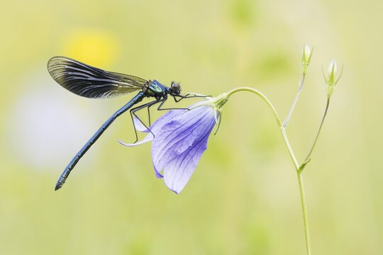 Banded demoiselle (Calopteryx splendens) to Spreading Bellflower (Campanula patula), Hesse, Germany