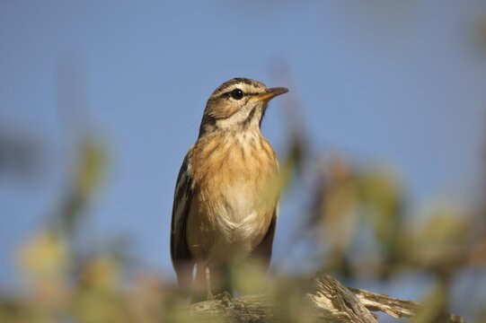 Red-backed Scrub-robin (Erythropygia leucophrys) in the Waterberg National Park, Namibia, Africa