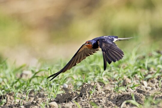 Barn Swallow (Hirundo rustica), taking off from meadow, Meienberg, Canton Aargau, Switzerland