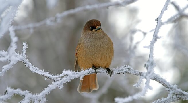 Siberian Jay (Perisoreus infaustus), sits on twig with hoarfrost, Kuusamo, Finland