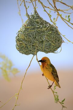 Cape Weaver (Ploceus capensis), adult male, on nest during courtshiping season, Little Karoo, Western Cape, South Africa