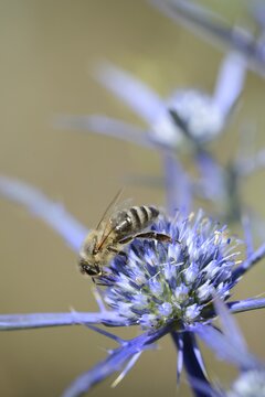 Amethyst Sea Holly (Eryngium amethystinum), Montenegro, Europe
