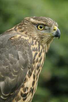 Young northern goshawk (Accipiter gentilis), portrait, Emsland, Lower Saxony, Germany