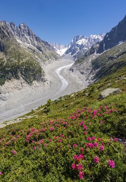 Pink alpine roses on the mountainside, glacier tongue Mer de Glace, behind Grandes Jorasses, Mont Blanc massif, Chamonix, France