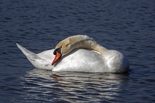 Swan, Mute Swan (Cygnus olor) swimming in the water, Baden-W&uuml;rttemberg, Germany