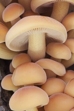 Winter Mushrooms (Flammulina velutipes), North Hesse, Hesse, Germany