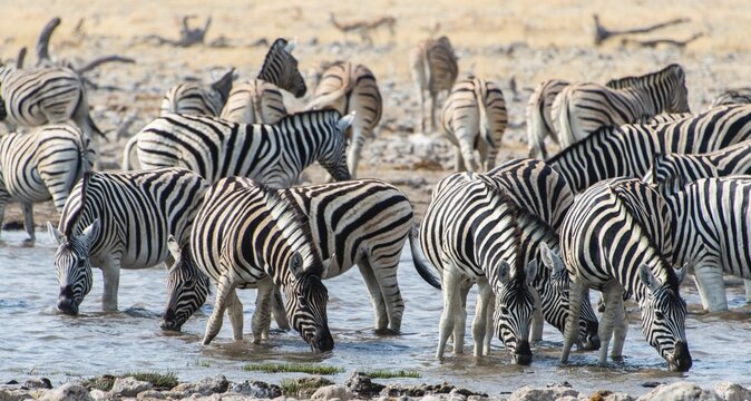 Burchell's Zebras (Equus burchellii) drinking at a waterhole, Etosha National Park, Namibia