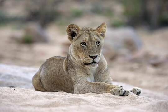 Lion (Panthera leo), adult female, attentive, observing, sitting in dry riverbed, Sabi Sand Game Reserve, Kruger National Park, South Africa