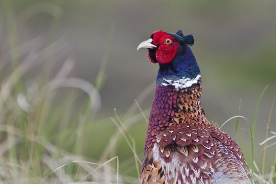 Pheasant (Phasianus colchicus), portrait, Texel, The Netherlands