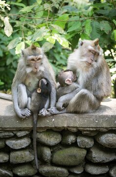Crab-eating macaques (Macaca fascicularis), two females suckling cubs, monkey forest of Ubud, Sacred Monkey Forest Sanctuary, Padangtegal, Ubud, Bali, Indonesia