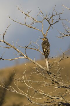 Campo Flicker (Colaptes campestris) on a dry tree, Torres del Paine National Park, Chilean Patagonia, Chile