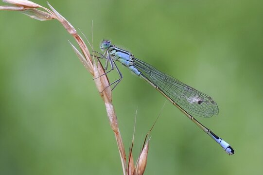 Blue-tailed damselfly (Ischnura elegans) on a blade of grass, Hesse, Germany