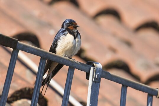Barn Swallow (Hirundo rustica) perched on gutter, Hesse, Germany