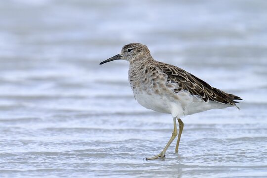 Ruff (Philomachus pugnax), Burgenland, Austria