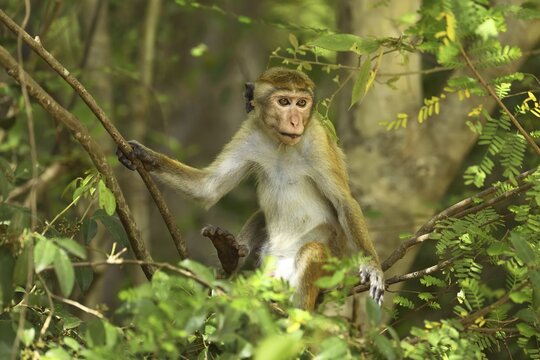 Toque macaque (Macaca sinica), sitting in a tree, Yala National Park, Sri Lanka